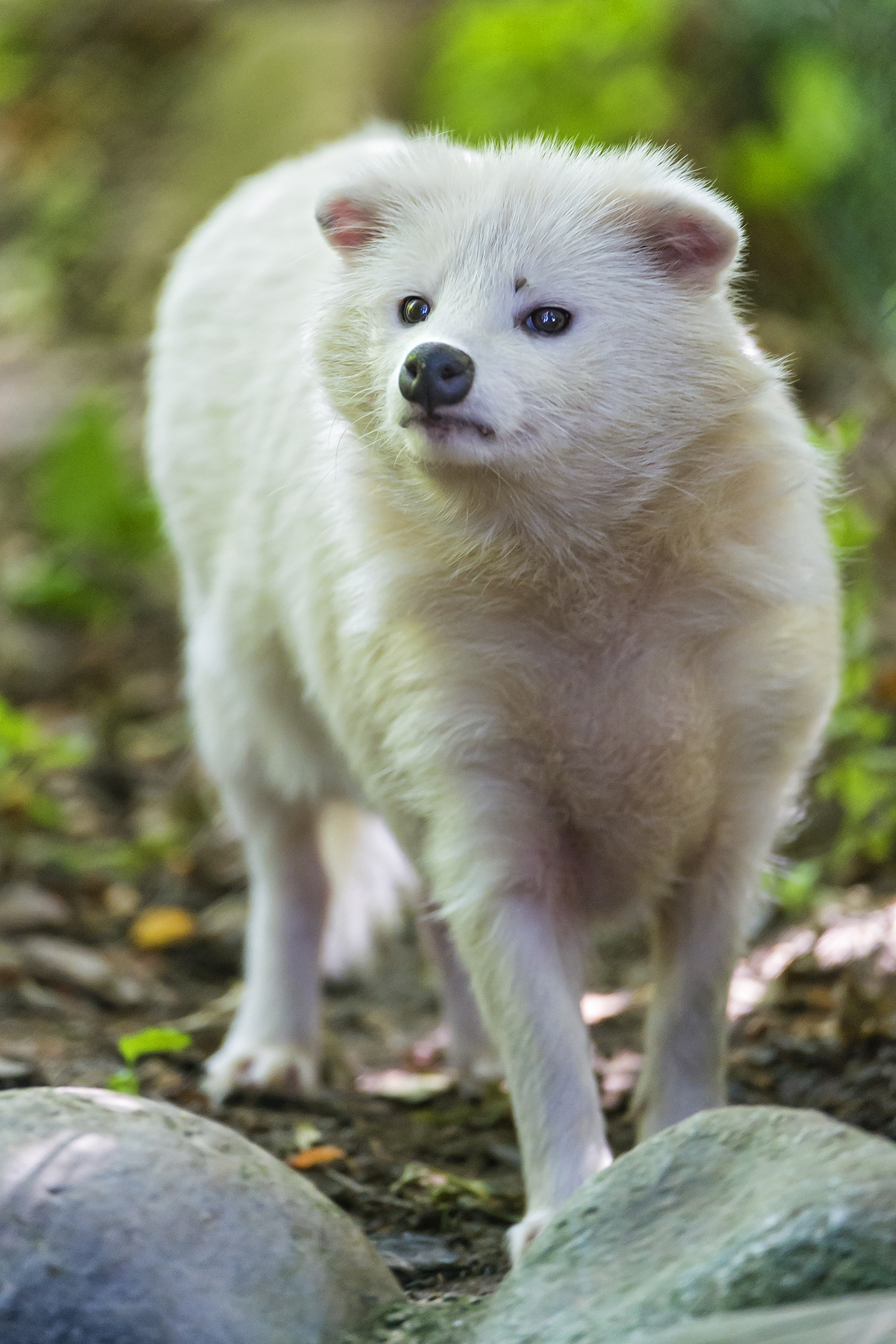 raccoon dog, Asiatic raccoon, fur industry, fur trade, China, fur farm