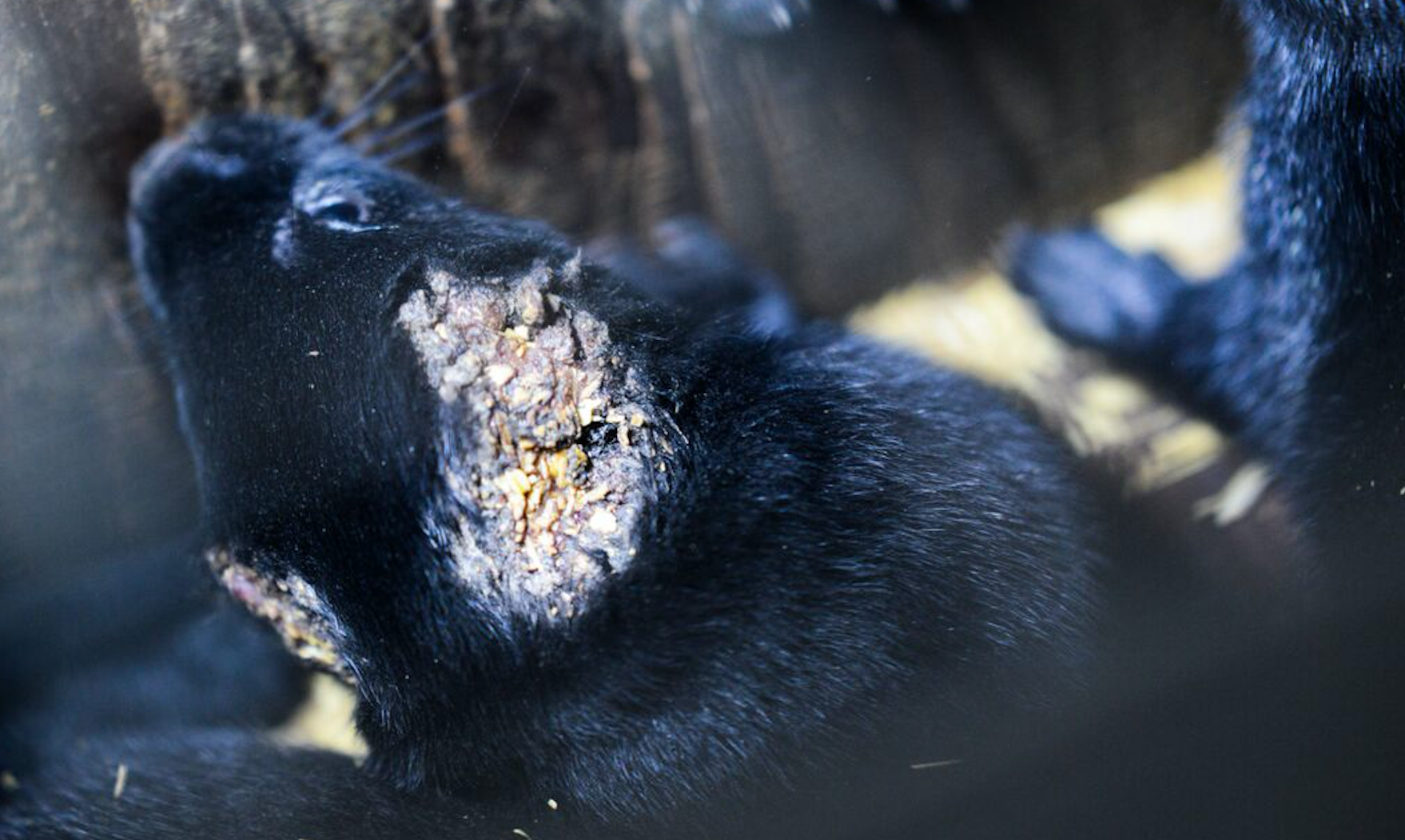 Mink farm, fur farm, Canada fur trade, fur industry, mink, fashion, animal cruelty, cannibalism