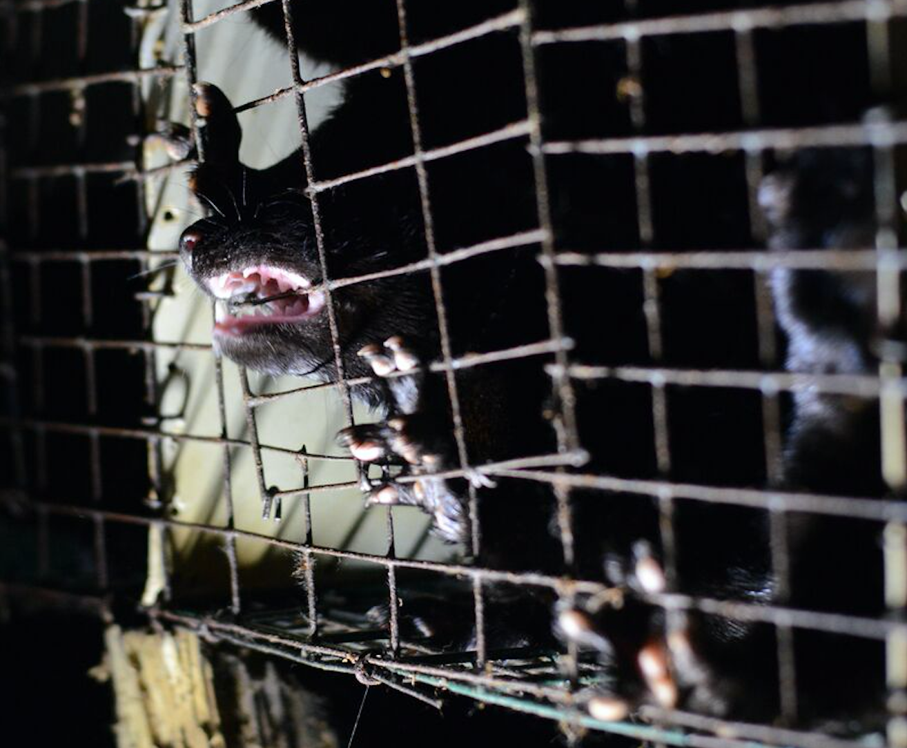 Mink farm, fur farm, Canada fur trade, fur industry, mink, fashion, animal cruelty, cannibalism