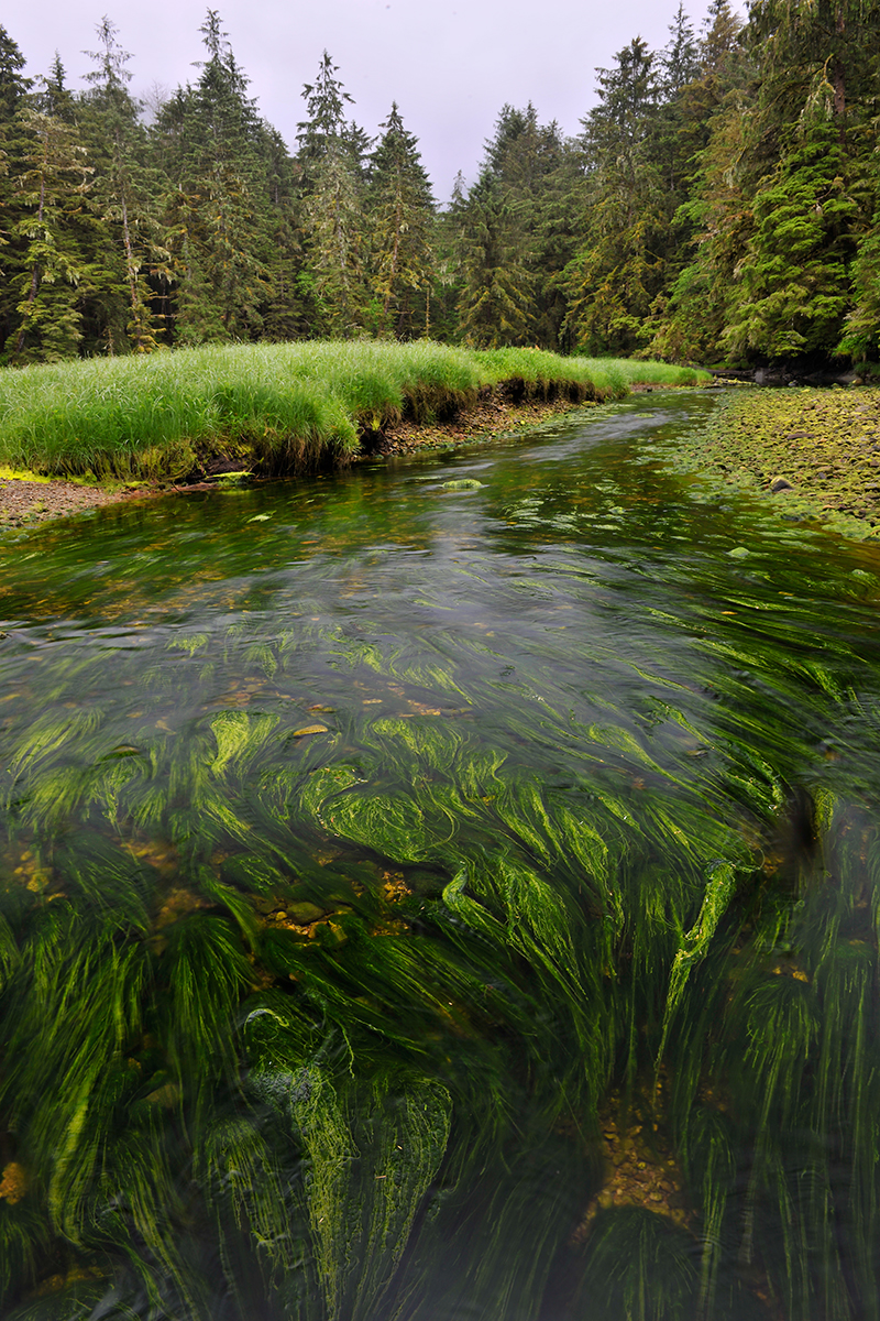 Great Bear Rainforest, Andy Wright, Greenpeace protests, B.C. rainforest, coastal temperate rainforest, spirit bear