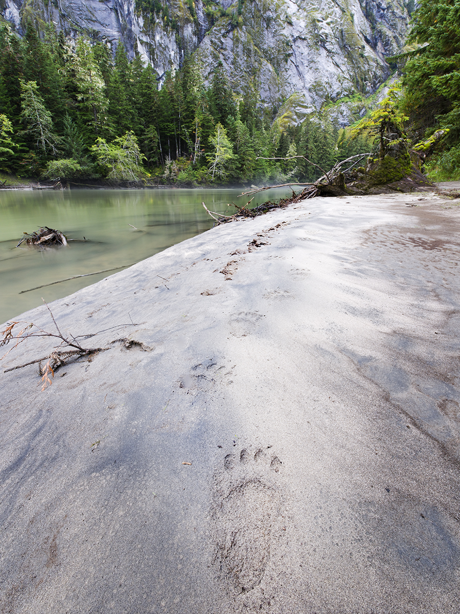 Great Bear Rainforest, Andy Wright, grizzly bear, Greenpeace protests, B.C. rainforest, timber industry, B.C. forestry, coastal temperate rainforest, spirit bear