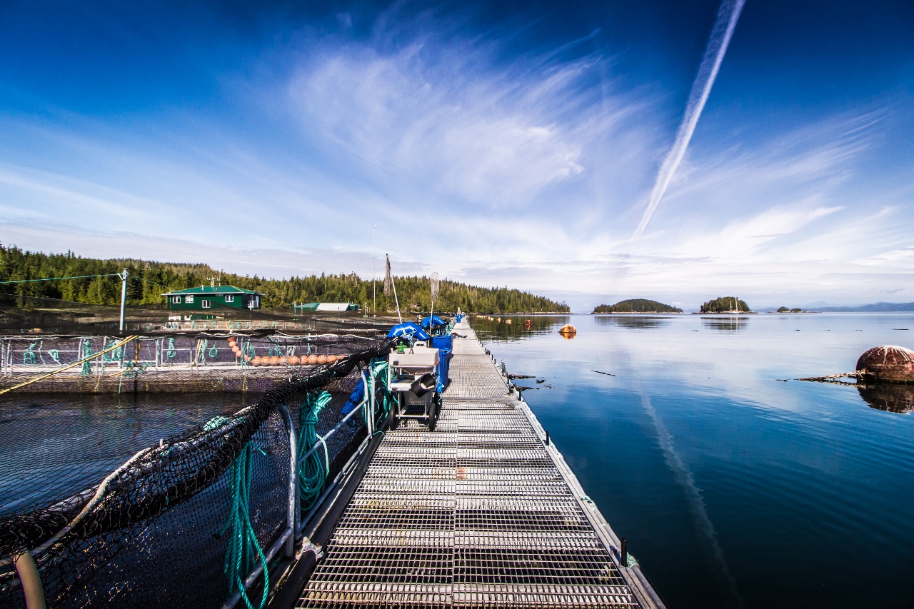 Alert Bay, salmon farming